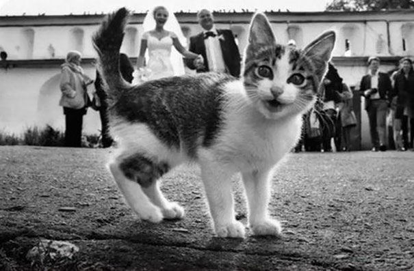 Без кота и жизнь не та