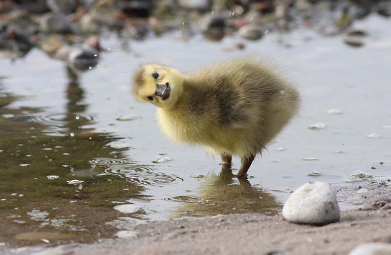 animals 211 � ��� ����������� ������