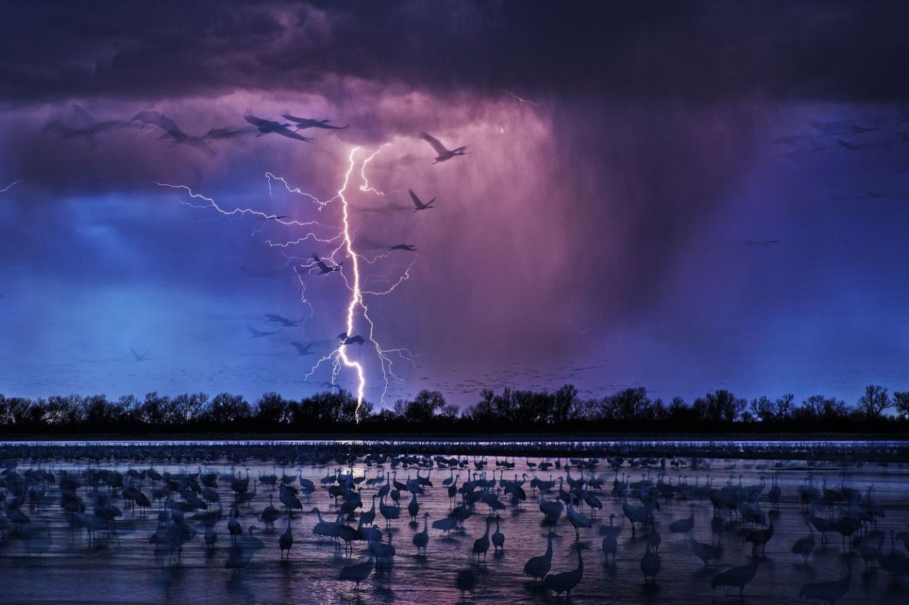 Sand-Hill-Cranes.jpg Sand-Hill-Cranes.jpg