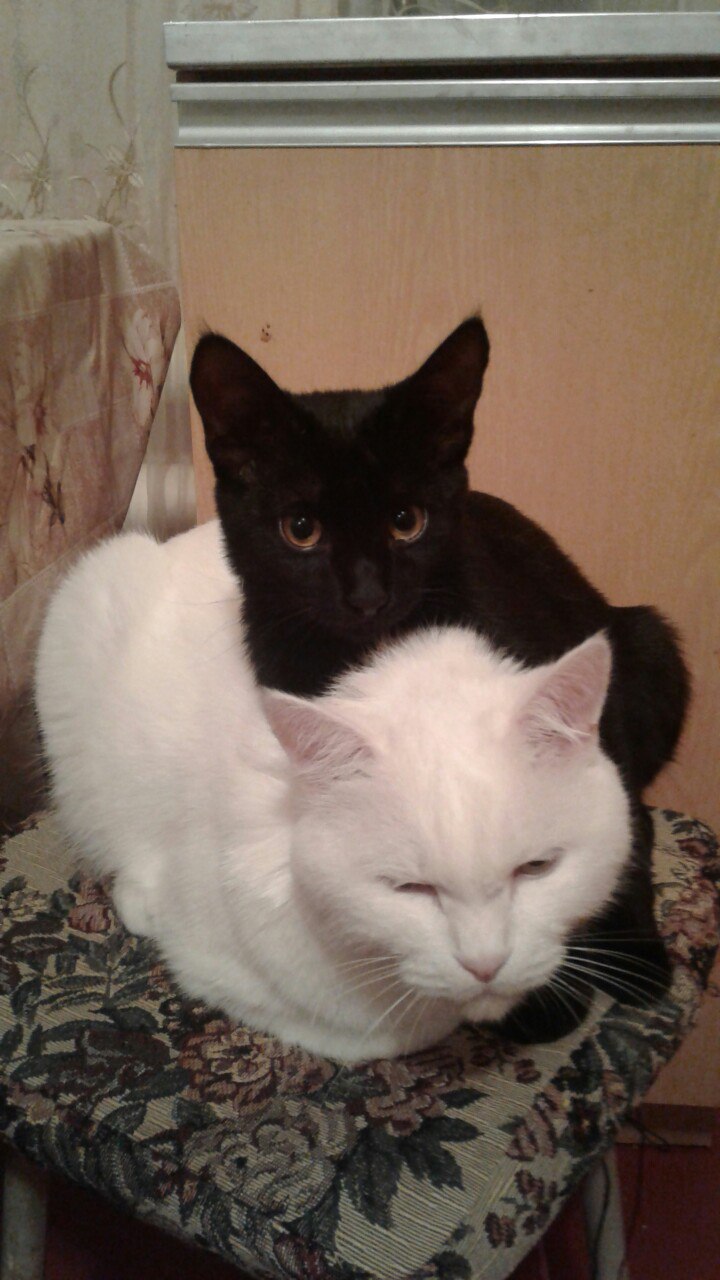 Подобрала на улице избитого котенка... Подобрала на улице избитого котенка...