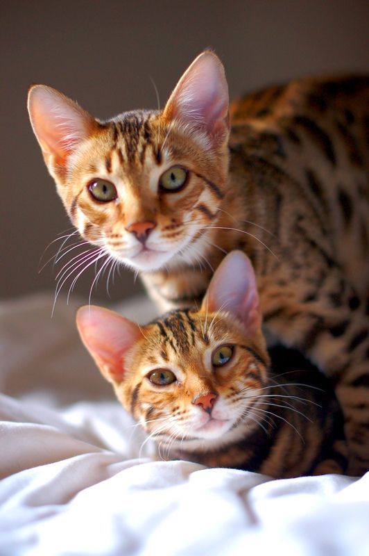 как вылечить лишай у кошек кошка и котенок