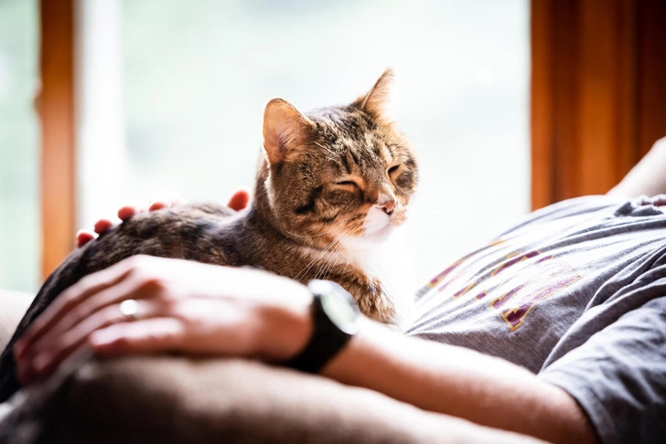 Кошки лечат — теперь это доказано научно | Источник: Shutterstock/Fotodom.ru