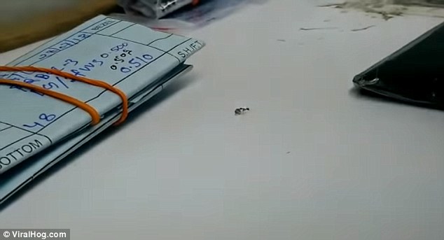 На видео видно, как муравей пытался украсть бриллиант прямо из магазина! На видео видно, как муравей пытался украсть бриллиант прямо из магазина!