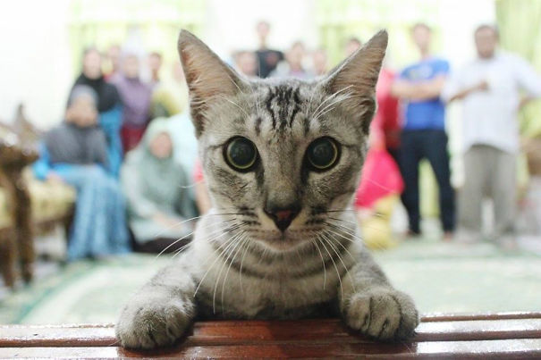 Без кота и жизнь не та