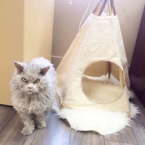 Кошачье лето