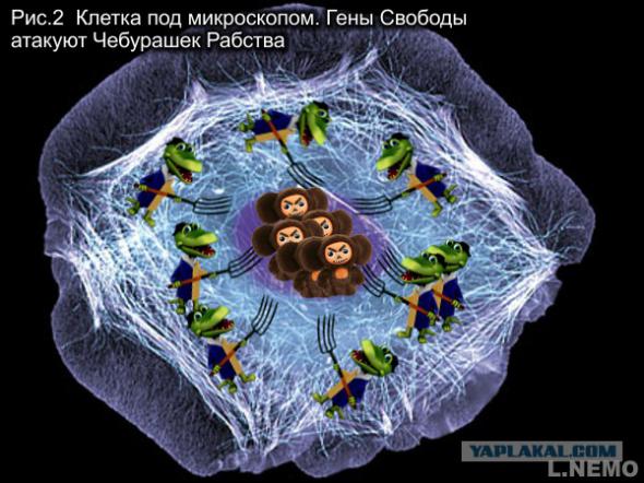 Учебник истинной истории Украины