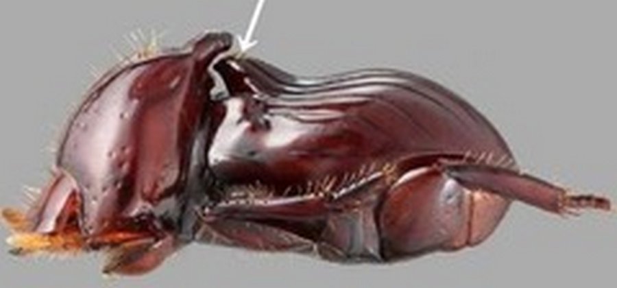 Жук-чемодан - профессиональный иждивенец в мире насекомых