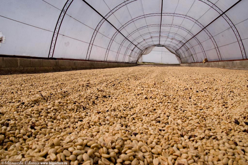 Как устроено производство кофе в Доминикане доминикана, кофе, производство