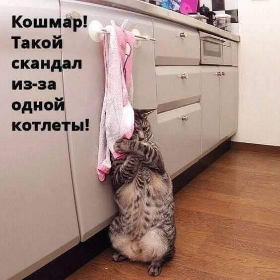 Осенние пятничные котики Осенние пятничные котики