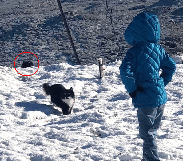 кот привязался к ребенку кот с девочкой