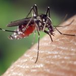 Комары убивают иммунитет, выяснили ученые