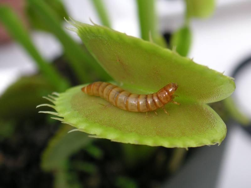creepyplants36 Самые жуткие растения