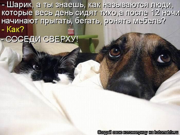 Лучшие котоматрицы недели (50 фото)