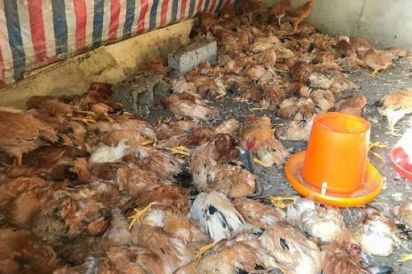 Хаски порешил более 600 соседских куриц за одну ночь Хаски порешил более 600 соседских куриц за одну ночь
