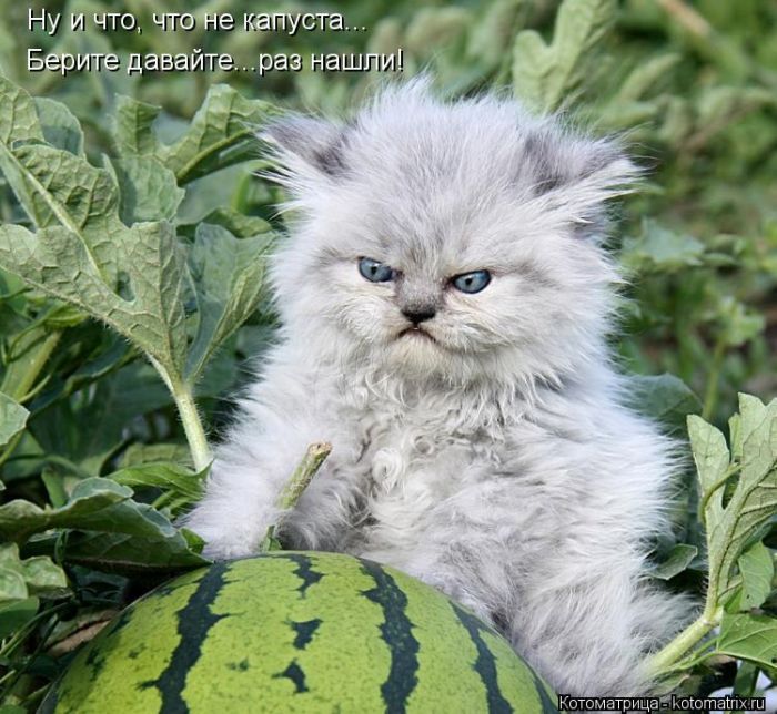 Котоматрицы великолепные, каждая с кусочком тепла, позитива и улыбкой! Котоматрицы великолепные, каждая с кусочком тепла, позитива и улыбкой!