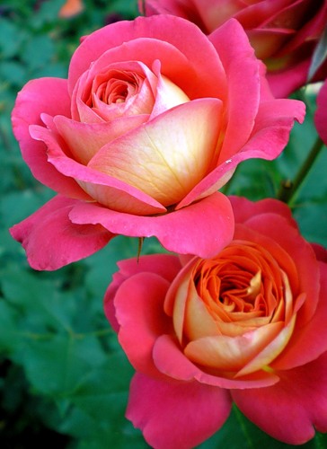 мидсаммер (364x500, 44Kb)