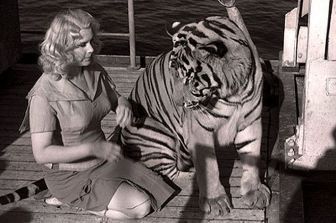 LBПолосатый рейс Как сложилась непростая судьба укротительницы тигров