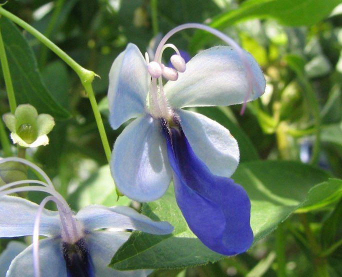  .  (Clerodendrum ugandense)