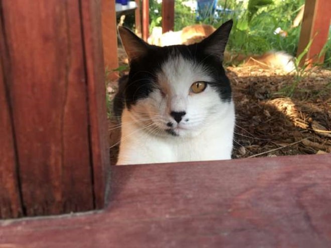 Кот на улице Кот прячется
