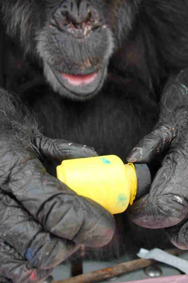 cheetah chimp painting sanctuary