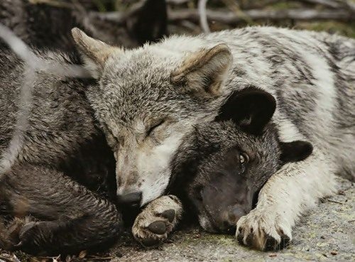 ПОЗИТИВ ПОЗИТИВНЫЙ. ЗВЕРЮШКИ-СПЛЮШКИ. Просмотр на сон грядущий. ПОЗИТИВ ПОЗИТИВНЫЙ. ЗВЕРЮШКИ-СПЛЮШКИ. Просмотр на сон грядущий.