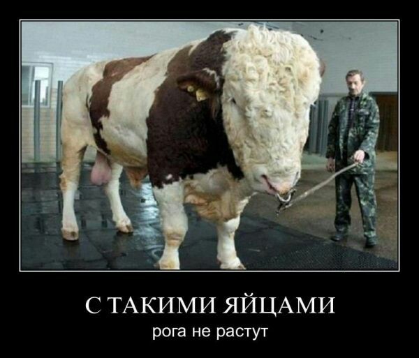 Прикольные демотиваторы (30 фото) Прикольные демотиваторы (30 фото)