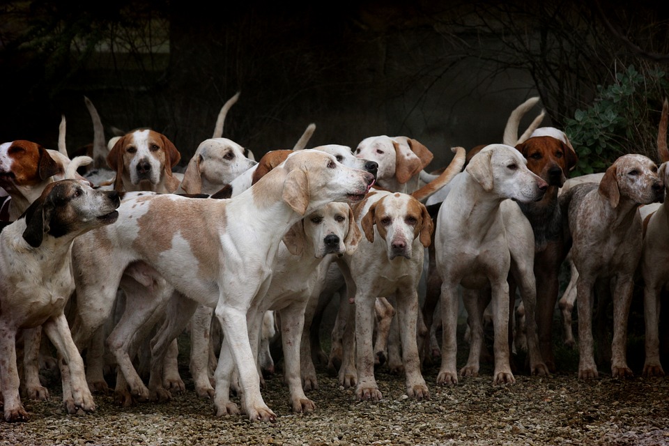 https://360tv.ru/media/uploads/article_images/2018/05/1433_dog-2691871_960_720.jpg