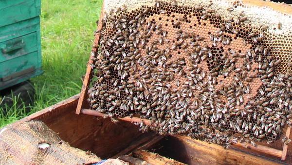 Брянский губернатор Богомаз назвал причину массовой гибели пчел летом