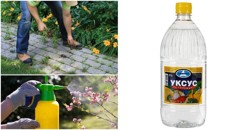 Уксус на участке: способы применения, которые могут стать палочкой-выручалочкой