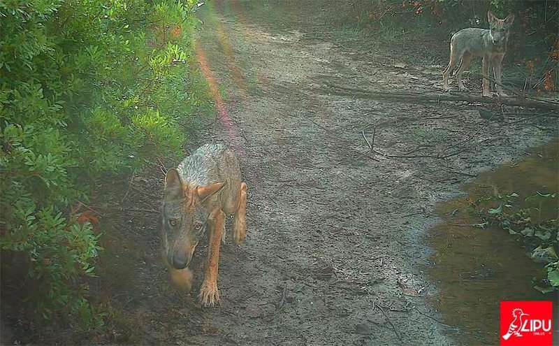Wolf puppies!