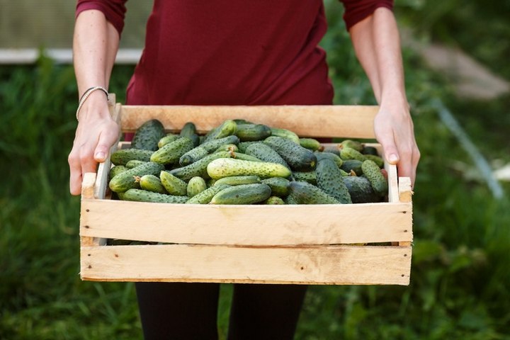 Продукты, которые естественным образом очистят организм