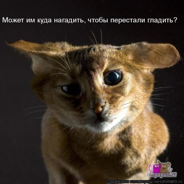 Лучшие котоматрицы недели (50 фото)