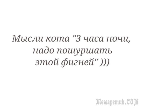 Мир глазами кота