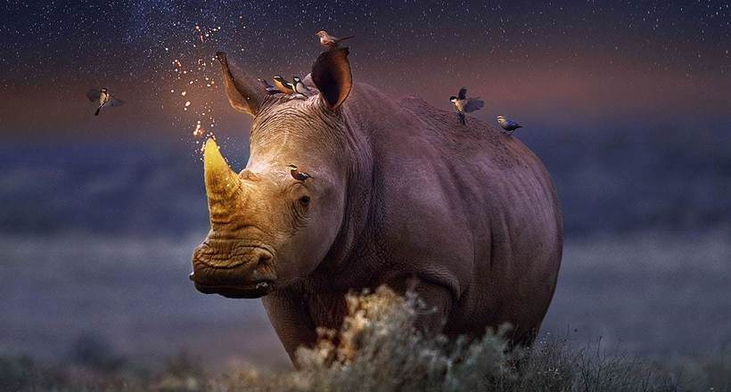 Andreas haggkvist surreal animal art thumbnail