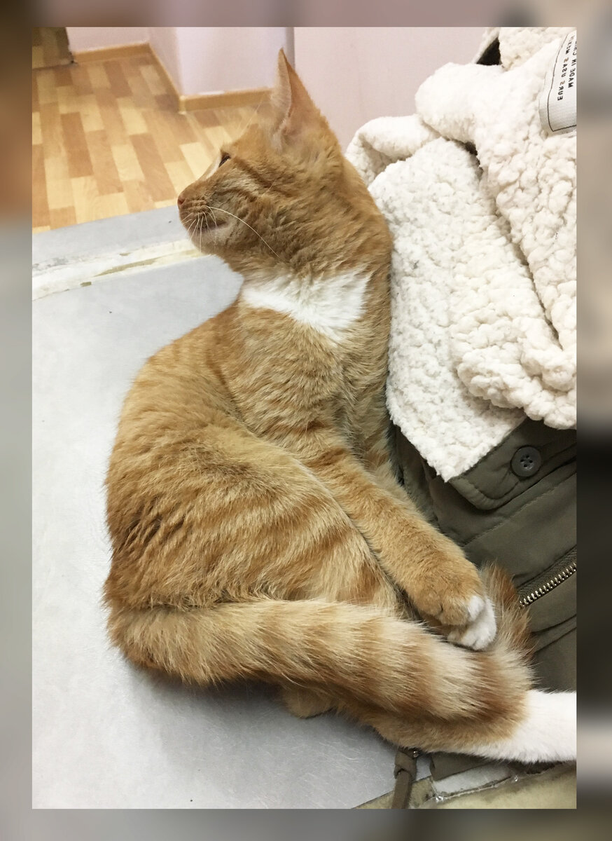 Хотели прогнать кота из больницы, а он ото всех улизнул и спас жизнь пациенту