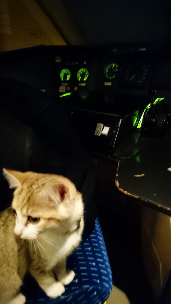 Отважный котенок сумел сам вернутся к своей хозяйке на поезде Отважный котенок сумел сам вернутся к своей хозяйке на поезде