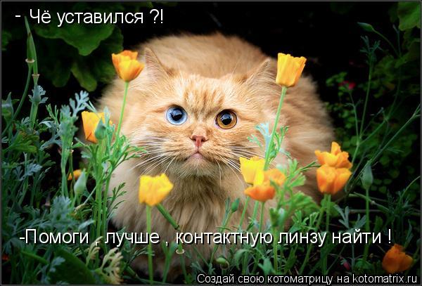 Ура!! Пятница - котоматрица!!! Ура!! Пятница - котоматрица!!!