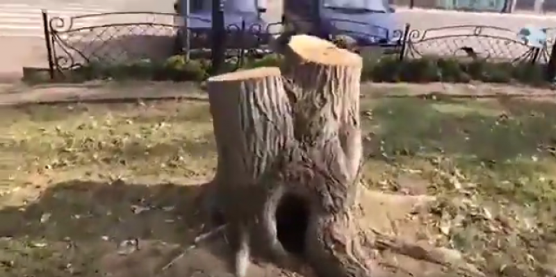 «Деревья срезаны, все разгромлено». В Олешках Херсонской области власти уничтожили городской парк