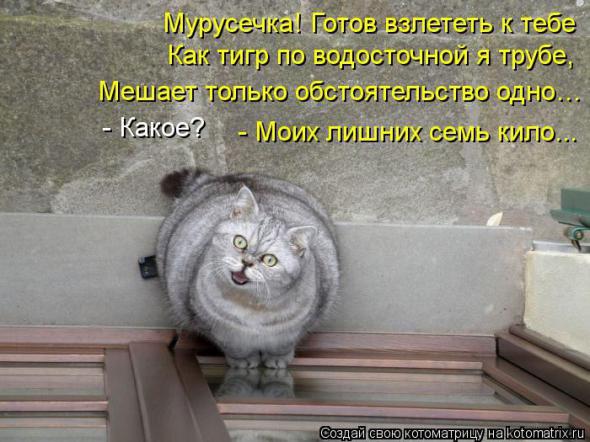 Котоматрицы (картинки с надписями)