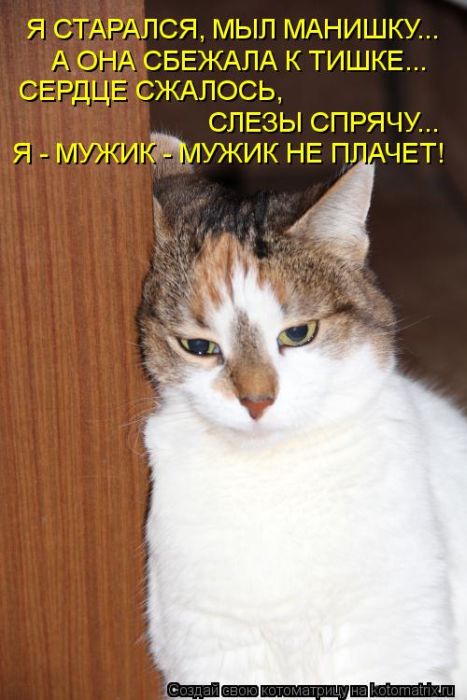 Лучшие котоматрицы недели (50 фото)