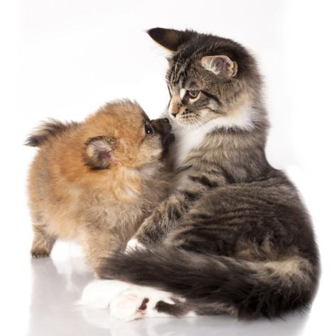 померанский шпиц с котиком шпиц и котенок