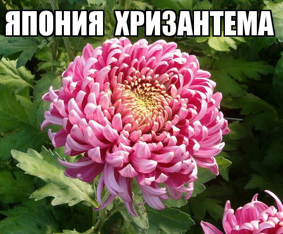 Красивая цветок единственный Красивая цветок единственный