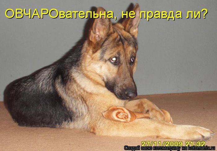 Котоматрицы великолепные, каждая с кусочком тепла, позитива и улыбкой! Котоматрицы великолепные, каждая с кусочком тепла, позитива и улыбкой!