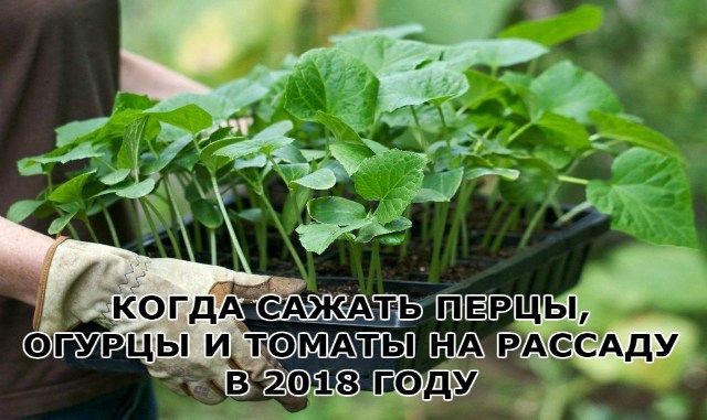 КОГДА САЖАТЬ ПЕРЦЫ ОГУРЦЫ И ТОМАТЫ НА РАССАДУ В 2018 ГОДУ