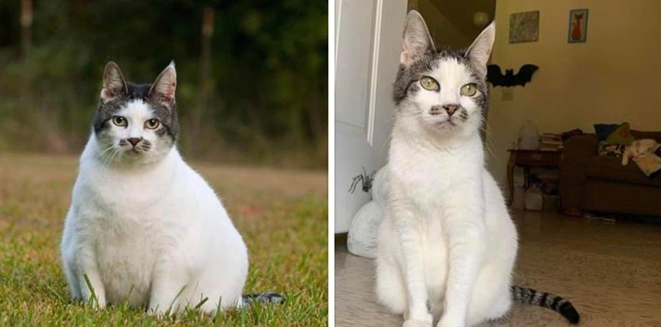 Котики, которые смогли взять себя в лапки и распрощаться с лишним весом