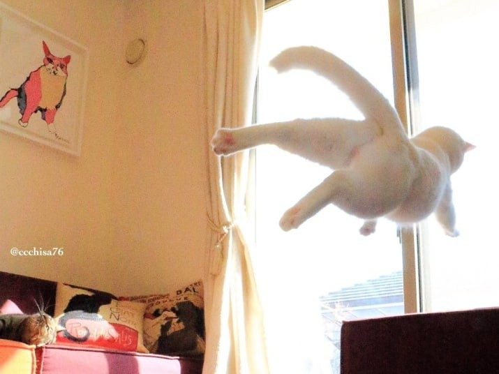 Кошачье лето