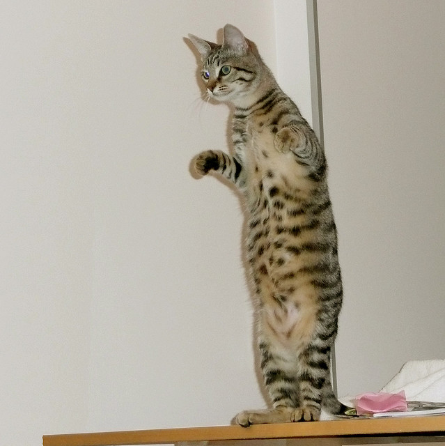 Коты прямоходящие Коты прямоходящие