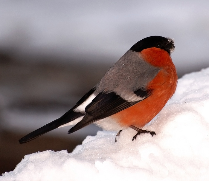 �� ������� �������...