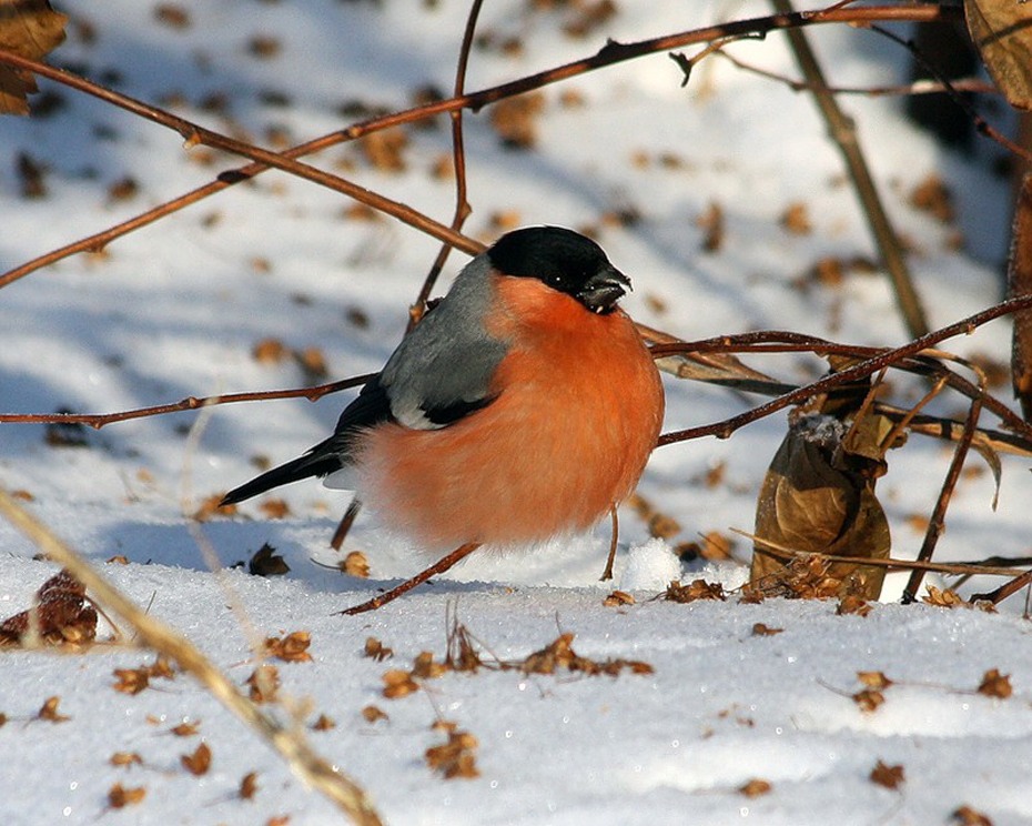 �� ������� �������...