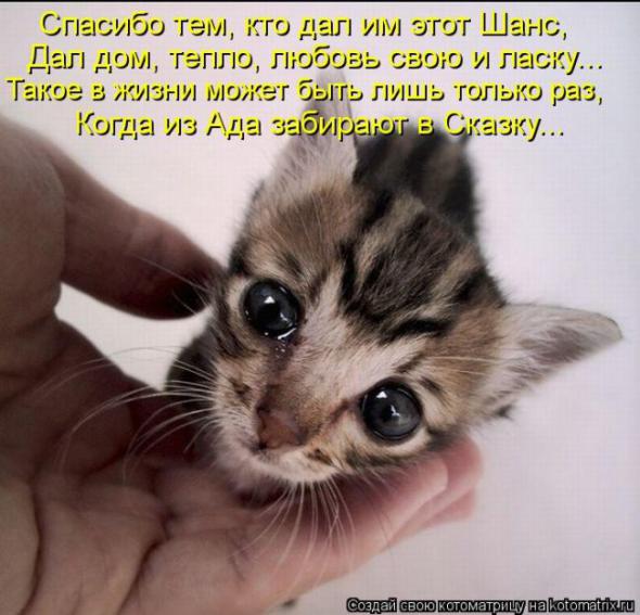 Котоматрицы (картинки с надписями)